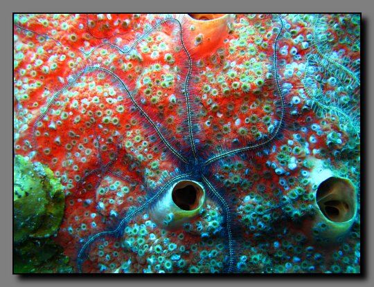 brittlestar