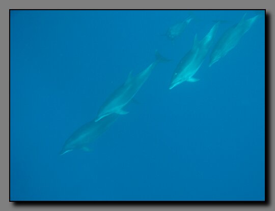 dolphins
