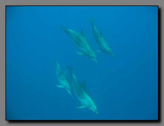 dolphins