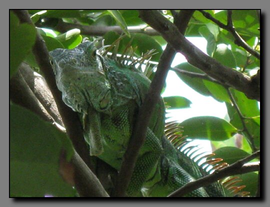 iguana in the tree next to our balcony