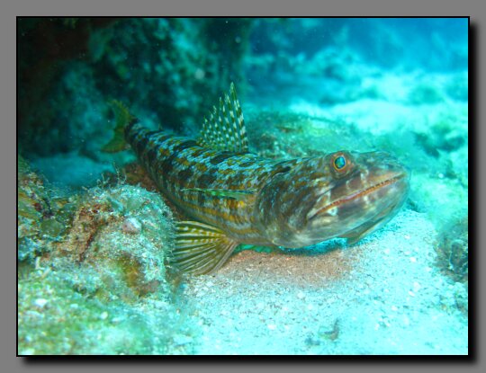 lizardfish