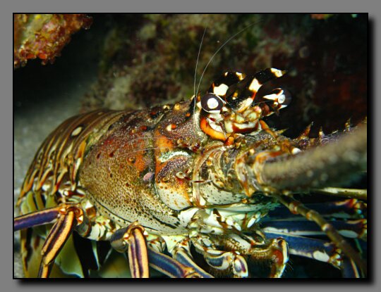 lobster