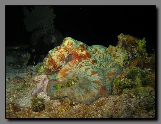 octopus
