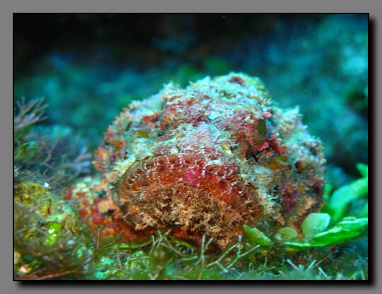 scorpionfish