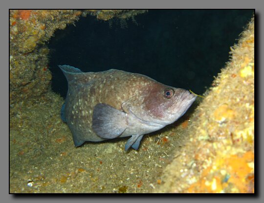 soapfish