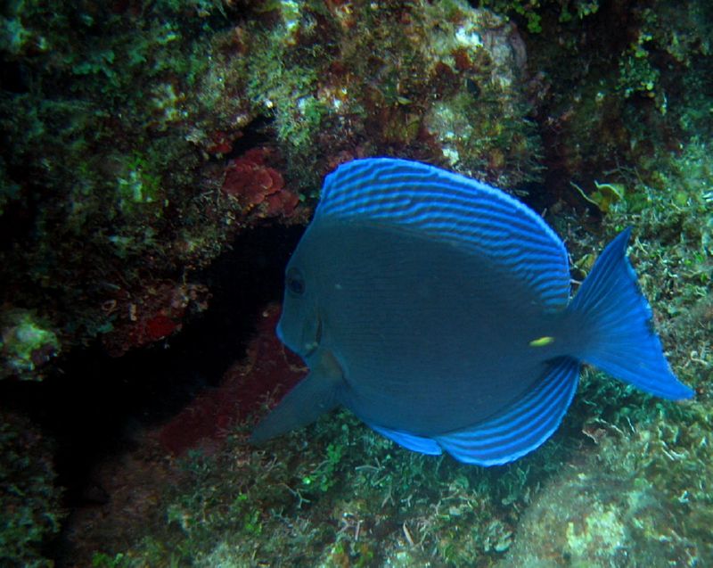 BlueTang