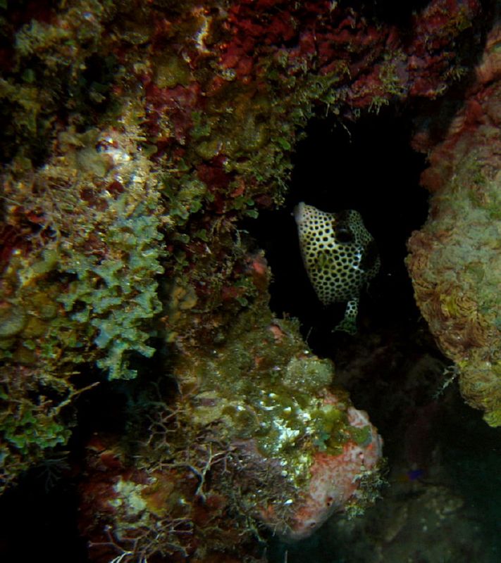 Cowfish