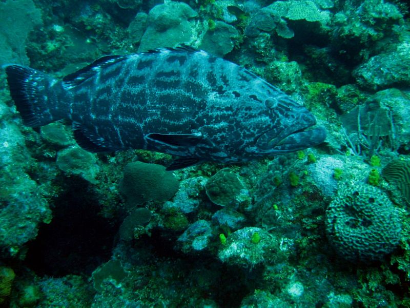 Grouper