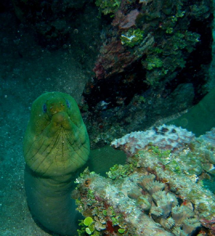 Moray2