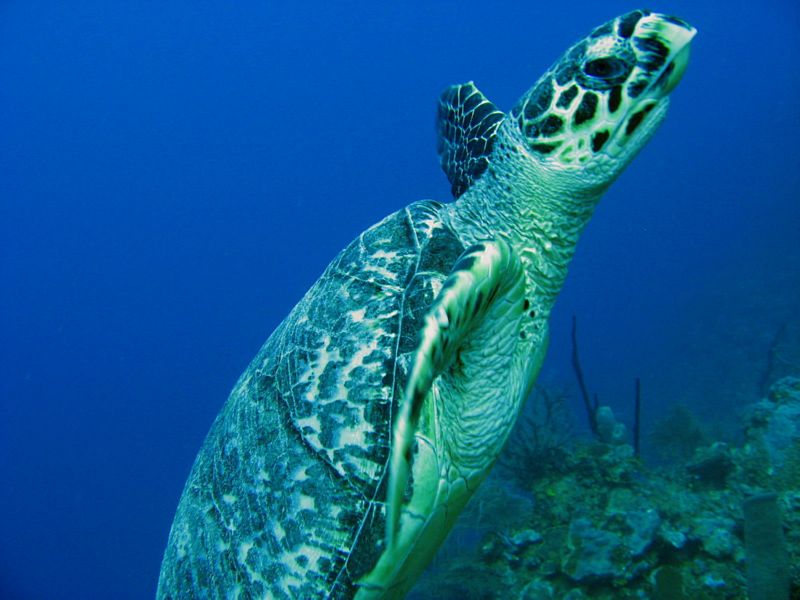 Turtle