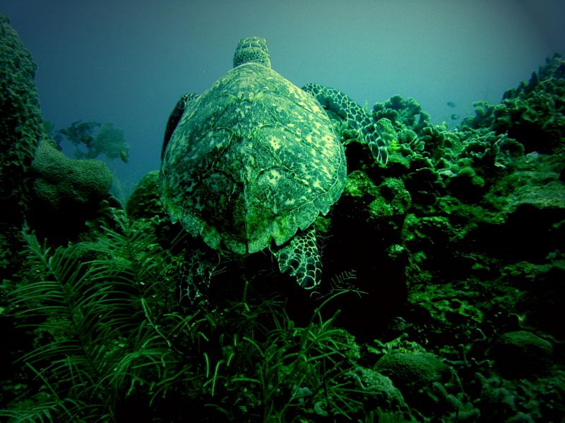 Turtle3
